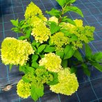 Hortenzia metlinatá (Hydrangea paniculata) ´PASTEL GREEN´® - výška 20-40 cm, kont. C2L